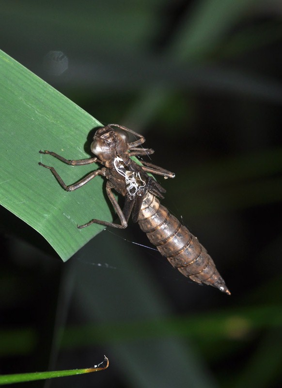 Tutte Aeshna cyanea